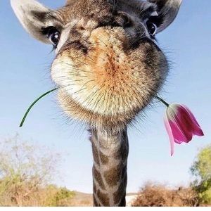 Meet your Posher, Allison